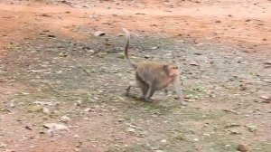 Monkey S E X HD - Monkey Meeting - Monkey J A V FULL HD