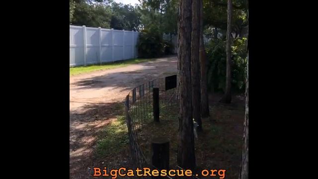 How Is Sassy Caracal Doing After Losing Rusty? смотреть онлайн