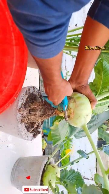 kohlrabi in my roof garden#olkopi смотреть онлайн