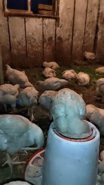 бройлеры и индоутки смотреть онлайн