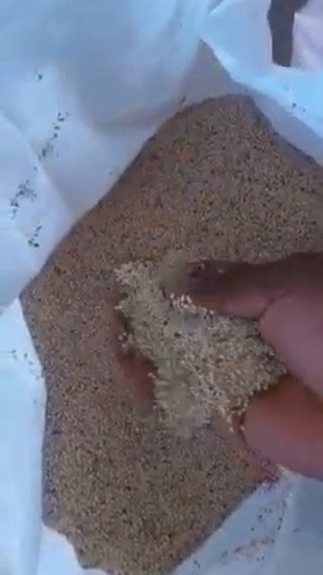 SESAME SEED / BANI SEEDS смотреть онлайн
