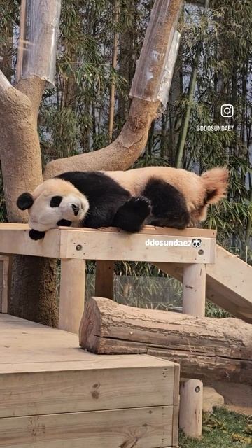 Oso panda💕#youtube #youtubeshorts смотреть онлайн