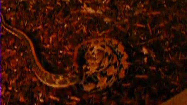 Elaphe taeniura frisei live feed with mouse смотреть онлайн