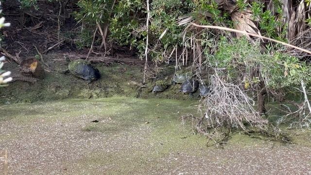 Alligator Adventure in Fernandina Beach | Finding Alligators in Florida смотреть онлайн