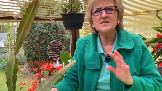 Wann Blüht Der Blattkaktus / Bauernkaktus? (Epiphyllum)