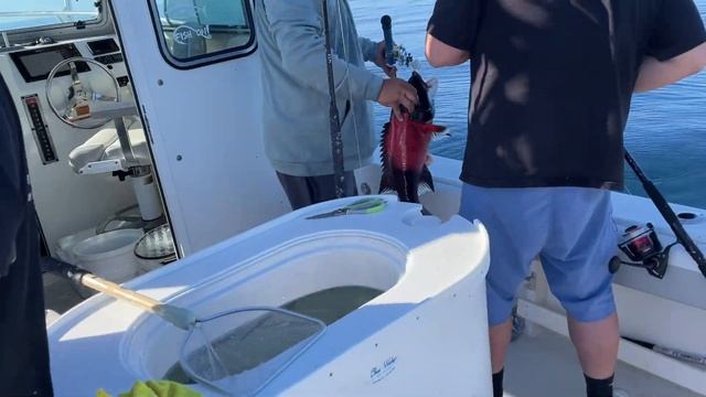 Santa Barbara Island Fishing: HUGE Rockfish! (Catch, Clean, and Cook) смотреть онлайн