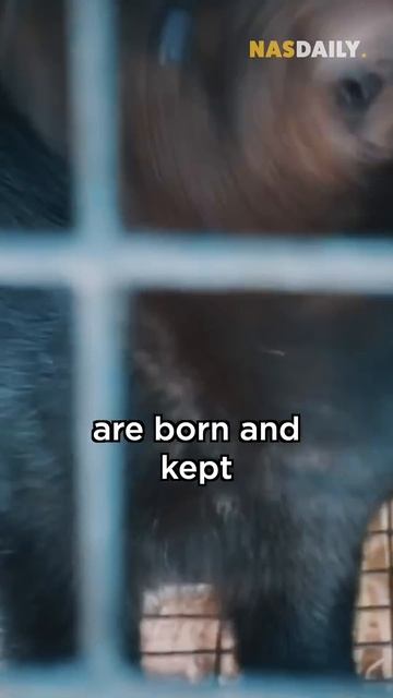 Why I Hate Fur #369 смотреть онлайн