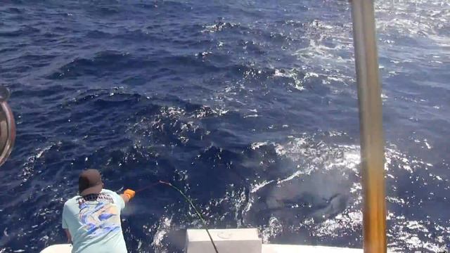 Aron's Big Blue Marlin смотреть онлайн