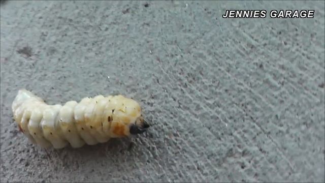 HUGE Termite / Grub / Woodworm ?? - Found On The Ranch In HD !! смотреть онлайн