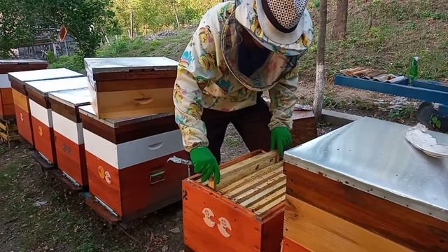 Осень. Работы на пасеке продолжаются.