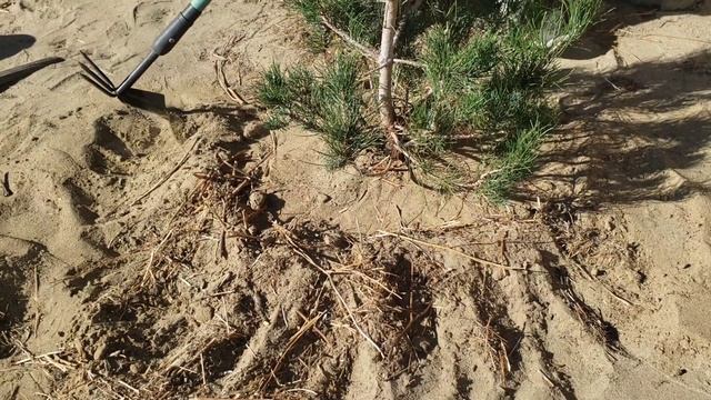 Planted More Eldarica Pine aka Desert Pine in our Homestead Food Forest смотреть онлайн