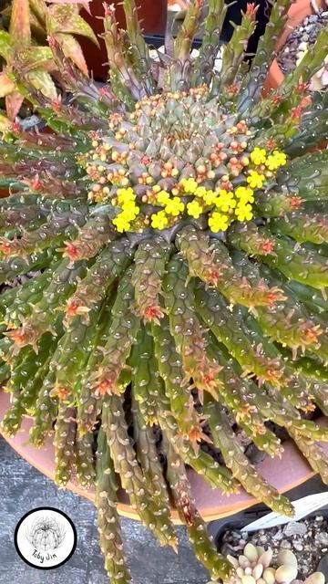 Euphorbia flanaganii in bloom: Bloomin' Buddies Episode 10 #shorts смотреть онлайн