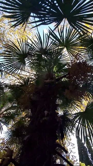 Огромная Пальма и Белый Клён | Пение Птиц в Саду Лесу Парке | Релакс и Успокоение #shorts #birds смотреть онлайн