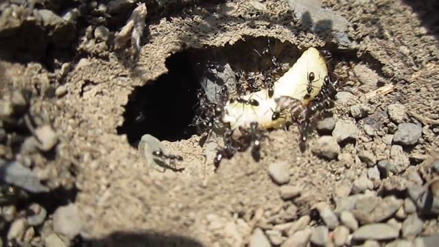 Proformica epinotalis 2 смотреть онлайн