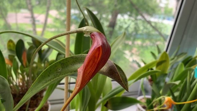 Масдеваллии. Masdevallia coccinea Alba. смотреть онлайн