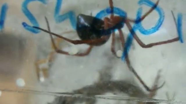 Latrodectus bishopi смотреть онлайн