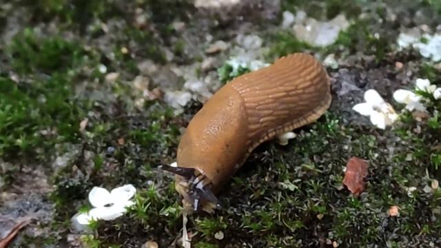 SLIMÁK (Arion vulgaris ) - Slug смотреть онлайн