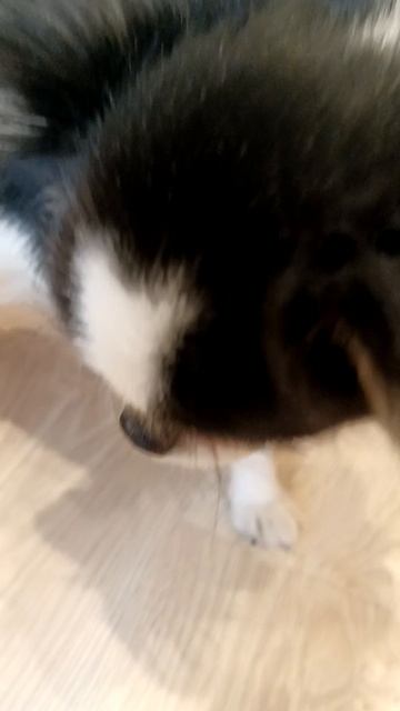 То что вам понравится 🐶😄