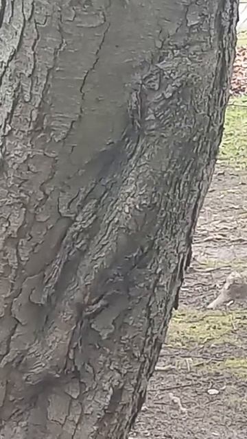 Коршун бросился на выглянувшую из норки мышку опередив сову. смотреть онлайн