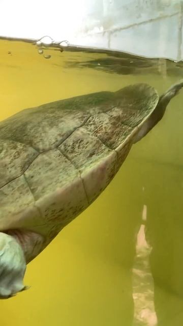 Rare Turtle Batagur Baska of Mangroves @Sundarban❤️ #shorts #sundarban #sundarbanwildlife смотреть онлайн