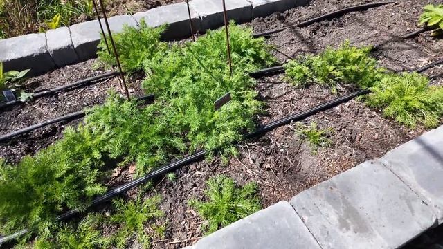 Activating the Irrigation, Parterre Planting Plan + Deadheading the Bulbs смотреть онлайн