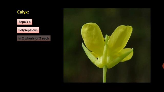Family Brassicaceae смотреть онлайн