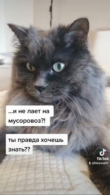 Кот рассказал шпицу страшную правду! смотреть онлайн