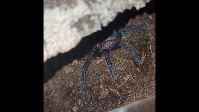 BLUE MOLTED!!!!!! (Amazon Blue Bloom Tarantula Molt) смотреть онлайн