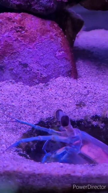 Strongest Punch In The Animal Kingdom 