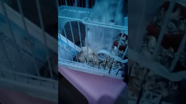 Мой хомяк моя Маринет любит морскую капусту она очень любит и очень-очень любит смотреть онлайн