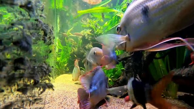 geophagus winemilleri ja muut смотреть онлайн