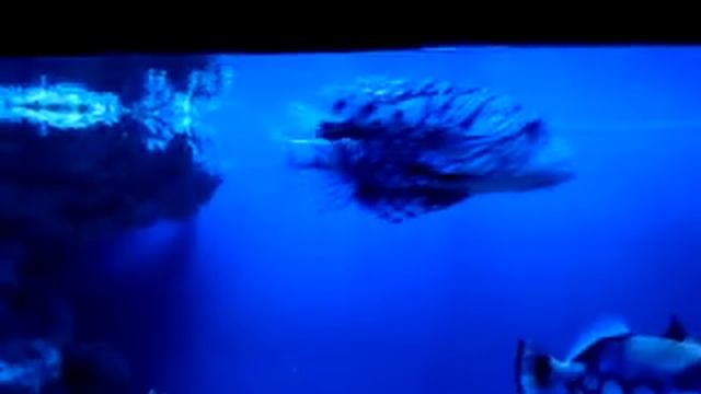 Океанариум или водный мир по-киевски) смотреть онлайн