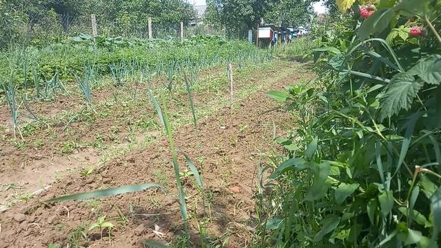 Липа дає нектар , а хурма росте.