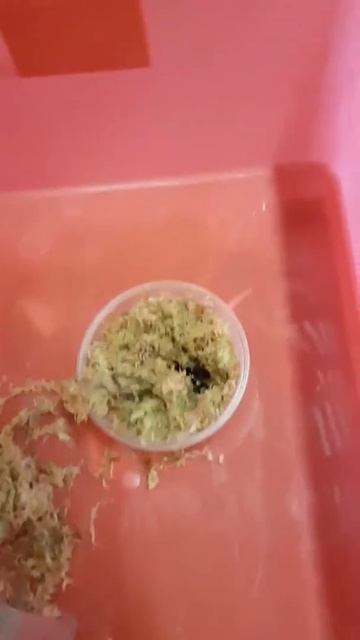 Funnelweb Spider Unpacking смотреть онлайн