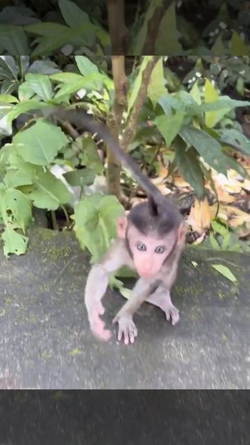 Monkey Forest, Ubud, Bali смотреть онлайн