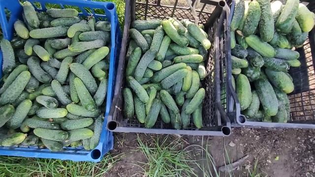 Вродило все  своє ‼️ готуємо на базар продавати❌ Бізнес в селі