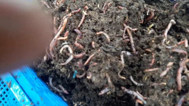 "Чуст Биогумус" смотреть онлайн