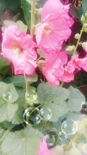 🌺МАЛЬВА🌺(2) смотреть онлайн