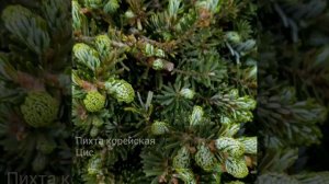 Пихта корейская Цис