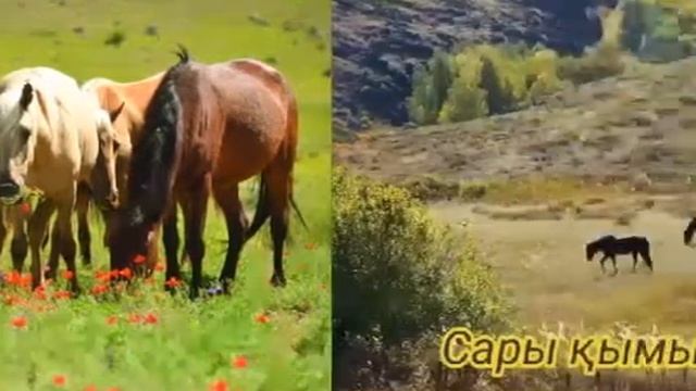 Нарынкол смотреть онлайн