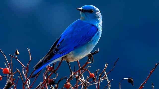 Mountain Bluebird Sound.(Sialia currucoides). смотреть онлайн