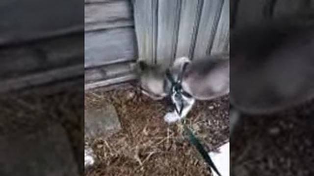 Хаски щенок по имени Амур прячет костачку. смотреть онлайн
