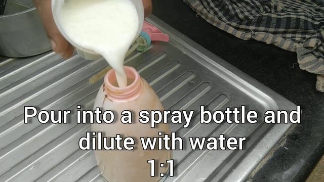 How to Use Buttermilk Spray for Healthy Plants & Effective Pest Control смотреть онлайн