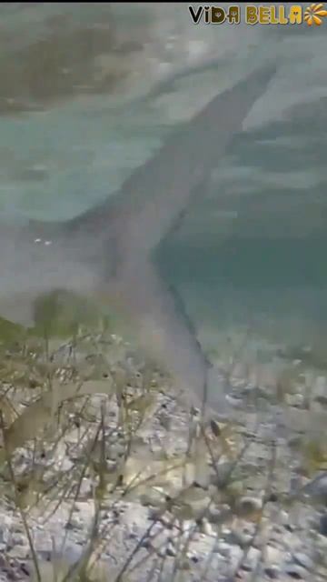 Los Peces Más Rápidos del Mundo #shorts смотреть онлайн