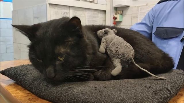 Кыс смотреть онлайн