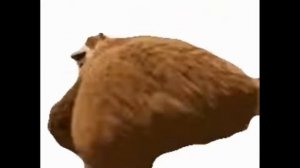 Медведь тверкает под разную песню(2 часть)