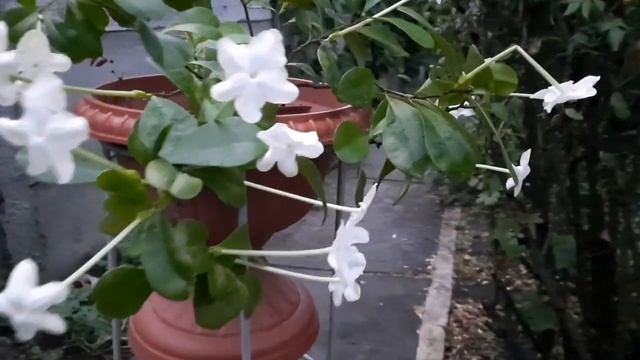 Брунфельсия - душистая царица ночи смотреть онлайн