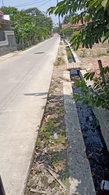 Biawak lari di selokan pinggir jalan dan biawak terbesar #shorts смотреть онлайн