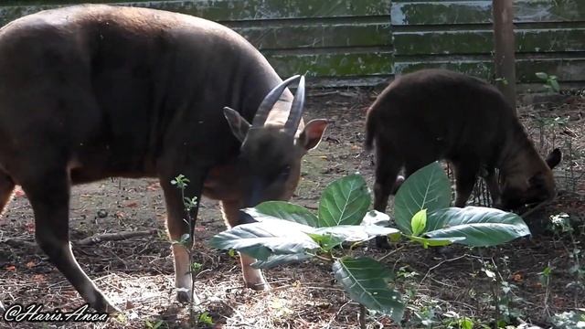 induk dan anak anoa | lowland anoa (Bubalus depressicornis) смотреть онлайн