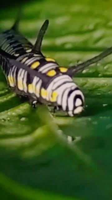 Growing fast to be butterfly #shorts #youtubeshorts смотреть онлайн